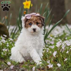 Sandy, Bich-Poo Puppy